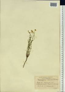 Haplophyllum dauricum (L.) G. Don, Siberia, Baikal & Transbaikal region (S4) (Russia)