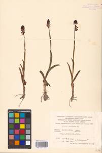 Neotinea ustulata (L.) R.M.Bateman, Pridgeon & M.W.Chase, Eastern Europe, West Ukrainian region (E13) (Ukraine)