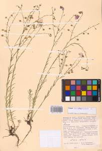 Linum austriacum L., Eastern Europe, Lower Volga region (E9) (Russia)