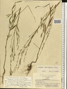 Polygonum patulum subsp. patulum, Eastern Europe, Moscow region (E4a) (Russia)