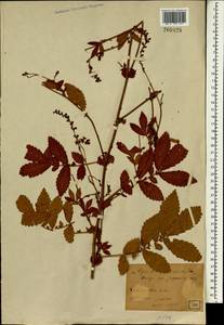 Agrimonia pilosa Ledeb., South Asia, South Asia (Asia outside ex-Soviet states and Mongolia) (ASIA) (Japan)