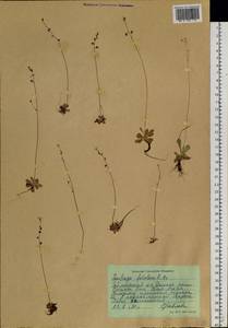 Micranthes foliolosa (R. Br.) Gornall, Siberia, Central Siberia (S3) (Russia)