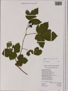 Rubus plicatus Weihe & Nees, Western Europe (EUR) (Germany)