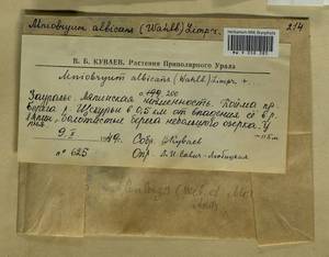 Pohlia proligera (Kindb. ex Breidl.) Lindb. ex Arnell, Bryophytes, Bryophytes - Western Siberia (including Altai) (B15) (Russia)