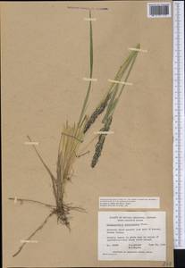 Calamagrostis inexpansa A.Gray, America (AMER) (Canada)