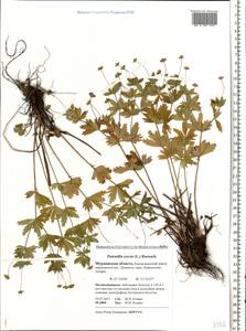 Potentilla erecta (L.) Raeusch., Eastern Europe, Northern region (E1) (Russia)