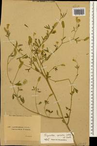 Trigonella spicata Sm., Caucasus, Azerbaijan (K6) (Azerbaijan)