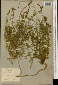 Reseda lutea L., Caucasus, Georgia (K4) (Georgia)