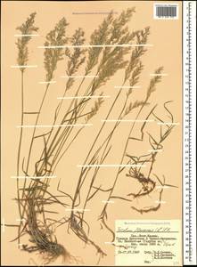 Trisetum flavescens (L.) P.Beauv., Caucasus, Dagestan (K2) (Russia)