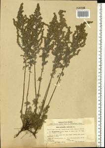 Artemisia austriaca Jacq., Eastern Europe, South Ukrainian region (E12) (Ukraine)