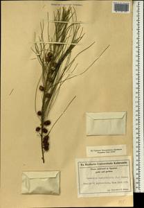Casuarina equisetifolia L., Africa (AFR) (Egypt)