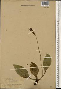 Plantago urvillei Opiz, Caucasus, Stavropol Krai, Karachay-Cherkessia & Kabardino-Balkaria (K1b) (Russia)