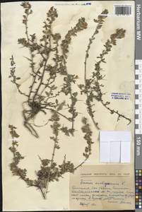 Ononis spinosa subsp. antiquorum (L.) Arcang., Western Europe (EUR) (Bulgaria)