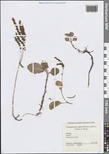 Umbilicus oppositifolius Ledeb., Caucasus, Krasnodar Krai & Adygea (K1a) (Russia)