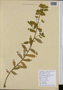 Euphorbia illirica Lam., Caucasus, Black Sea Shore (from Novorossiysk to Adler) (K3) (Russia)