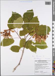 Acer tataricum L., Eastern Europe, Belarus (E3a) (Belarus)