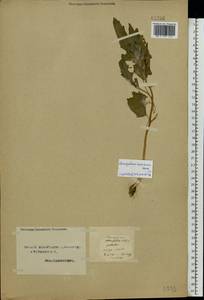Chenopodium suecicum Murr, Eastern Europe, Northern region (E1) (Russia)