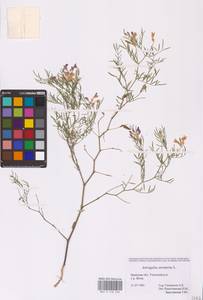 Astragalus arenarius L., Eastern Europe, Western region (E3) (Russia)