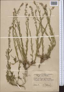 Polygala comosa subsp. comosa, Middle Asia, Western Tian Shan & Karatau (M3) (Uzbekistan)