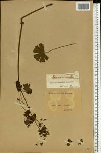 Geranium pyrenaicum Burm. f., Eastern Europe, North Ukrainian region (E11) (Ukraine)