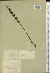 Equisetum sylvaticum L., Siberia, Altai & Sayany Mountains (S2) (Russia)