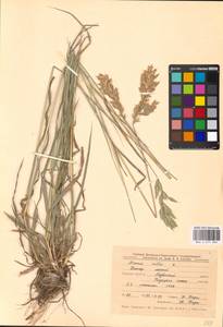 Bromus hordeaceus subsp. hordeaceus, Eastern Europe, Central forest-and-steppe region (E6) (Russia)