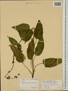 Salvia kuznetzovii Sosn., Caucasus, North Ossetia, Ingushetia & Chechnya (K1c) (Russia)