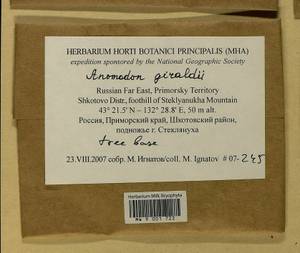 Pseudanomodon giraldii (Müll. Hal.) Ignatov & Fedosov, Bryophytes, Bryophytes - Russian Far East (excl. Chukotka & Kamchatka) (B20) (Russia)
