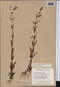 Epilobium ciliatum subsp. glandulosum (Lehm.) Hoch & P. H. Raven, America (AMER) (Canada)