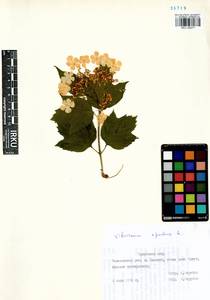 Viburnum opulus L., Siberia, Baikal & Transbaikal region (S4) (Russia)