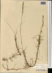 Leymus chinensis (Trin.) Tzvelev, Mongolia (MONG) (Mongolia)