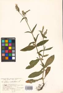 Silene noctiflora L., Eastern Europe, Moscow region (E4a) (Russia)