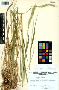 Elymus dahuricus Griseb., Siberia, Baikal & Transbaikal region (S4) (Russia)