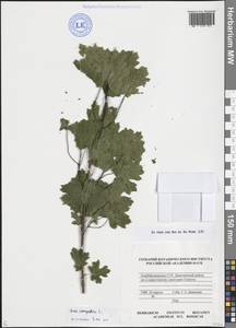 Acer campestre L., Caucasus, Azerbaijan (K6) (Azerbaijan)