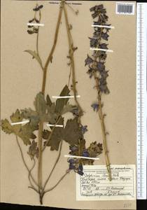 Delphinium iliense Huth, Middle Asia, Northern & Central Tian Shan (M4) (Kyrgyzstan)