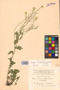 Barbarea vulgaris W.T.Aiton, Eastern Europe, Central forest-and-steppe region (E6) (Russia)