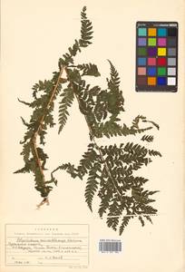 Polystichum microchlamys (Christ) Matsum., Siberia, Russian Far East (S6) (Russia)