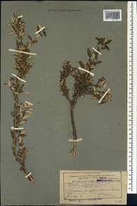 Prunus incana (Pall.) Steven, Caucasus, Azerbaijan (K6) (Azerbaijan)