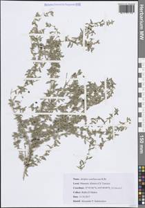 Atriplex semibaccata R.Br., Africa (AFR) (Tunisia)