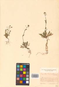 Capsella bursa-pastoris (L.) Medik., Siberia, Russian Far East (S6) (Russia)