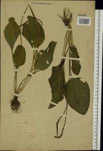 Plantago major L., Eastern Europe, Belarus (E3a) (Belarus)