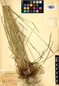 Elymus gmelinii (Trin.) Tzvelev, Siberia, Baikal & Transbaikal region (S4) (Russia)