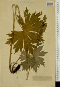 Aconitum orientale Mill., Caucasus, Stavropol Krai, Karachay-Cherkessia & Kabardino-Balkaria (K1b) (Russia)