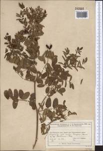 Glycyrrhiza glabra L., Middle Asia, Muyunkumy, Balkhash & Betpak-Dala (M9) (Kazakhstan)
