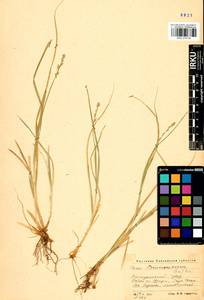 Carex brunnescens (Pers.) Poir., Siberia, Altai & Sayany Mountains (S2) (Russia)