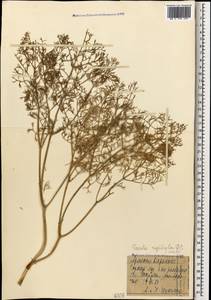Ferula rigidula DC., Caucasus, Armenia (K5) (Armenia)
