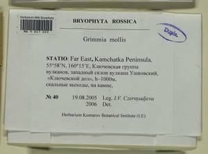 Grimmia mollis Bruch & Schimp., Bryophytes, Bryophytes - Chukotka & Kamchatka (B21) (Russia)