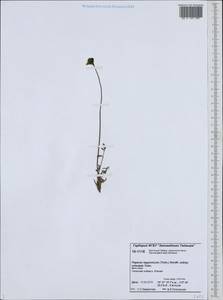 Papaver lapponicum subsp. orientale Tolm., Siberia, Central Siberia (S3) (Russia)