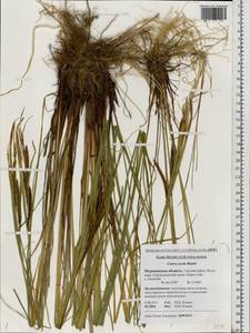 Carex recta Boott, Eastern Europe, Northern region (E1) (Russia)