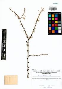 Larix sibirica Ledeb., Siberia, Baikal & Transbaikal region (S4) (Russia)